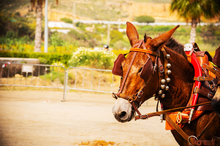 Closeup on horses in a harness during a riding show in a tourist townの写真素材