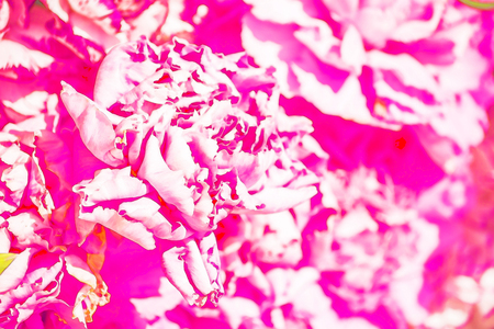 beautifully painted watercolor plants with flowers and leaves, interesting texture, backgroundの写真素材