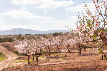 Blooming almond trees with pink and white flowers in a Spanish orchard, orchard industryの写真素材