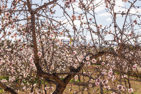 Blooming almond trees with pink and white flowers in a Spanish orchard, orchard industryの写真素材