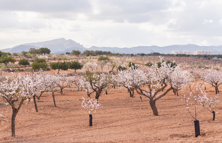 Blooming almond trees with pink and white flowers in a Spanish orchard, orchard industryの写真素材