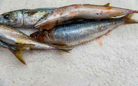 Whole raw organic mackerel fish with sea salt lying on a flat surface, healthy foodの写真素材