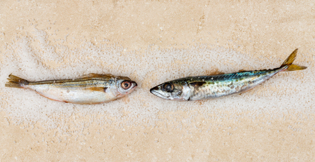 Whole raw organic mackerel fish with sea salt lying on a flat surface, healthy foodの写真素材