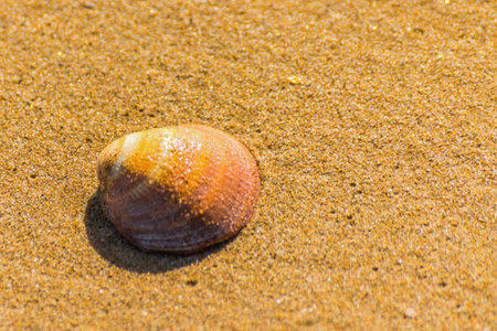 Natural sea shell lying on the sandy beach, washed by water, sunny day, holiday