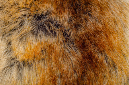 Background and texture of the fur macro image, artificial fabric, patternの写真素材