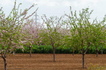 Blooming almond trees with pink and white flowers in a Spanish orchard, orchard industry