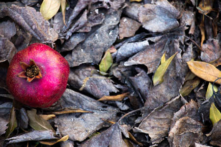 pomegranate on fall leavesの写真素材