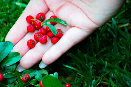 hand full of berriesの写真素材