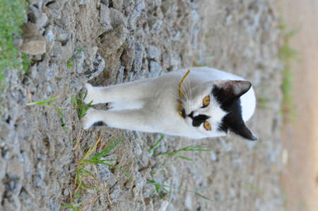 Beautiful white  cat walking at home. Domestic animal.の写真素材