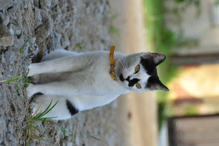 Beautiful white cat with yellow eyes  at home. Domestic animal.の写真素材