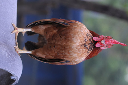 A red head Rooster standing on top of roofの写真素材