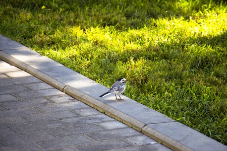 A canary runs along the sidewalk along the lawnの写真素材