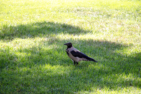 Magpie walks around the lawn looking aroundの写真素材