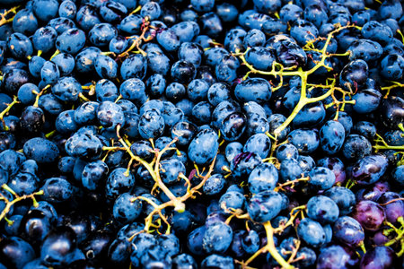 Green grapes, red grapes, dark grapes sweet grapesの写真素材