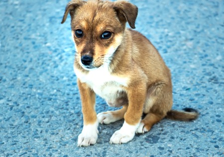 Lonely puppy on the asphaltの写真素材