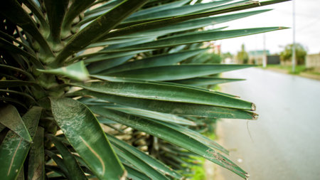 Green tree of a prickly palm tree, carved stumps and withered trees on the edge of the roadの写真素材