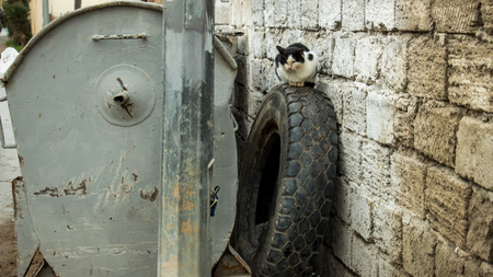 Stray cat. A homeless cat on the street sits alone next to a weathered wall. Endless cat.の写真素材