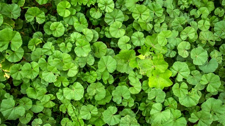 Green small flowers on a meadow in early summerの写真素材