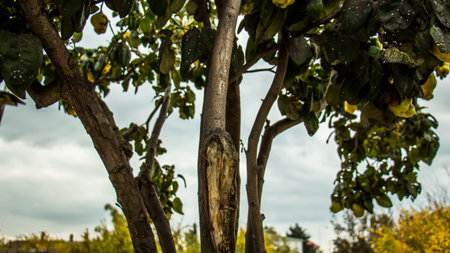 forest trees. nature green wood sunlight backgrounds.の写真素材