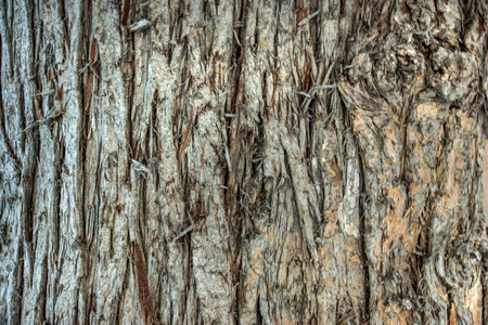 Seamless tree bark background. Brown tileable texture of the old tree.