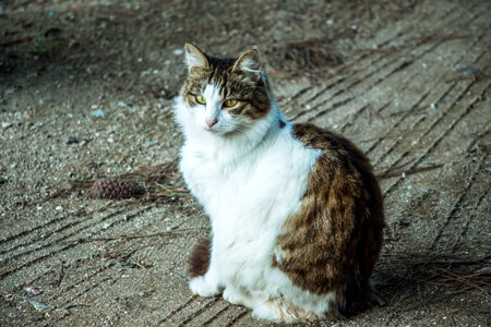 A stray cat in the streetの写真素材