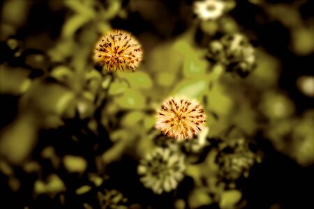Opened yellow solitary flower. An open yellow flower. Macro shot of a yellow open flower.の写真素材