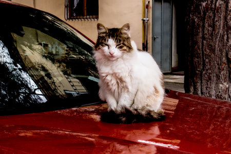A street cat sitting on the hood of a red car