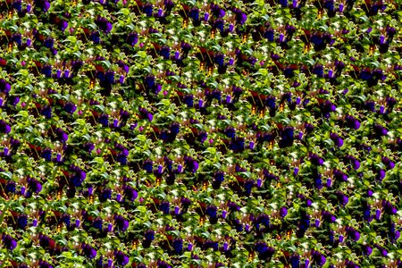 Floral pattern made of pink and beige roses, green leaves, branches on white background. Flat lay, top view. Valentine's backgroundの写真素材