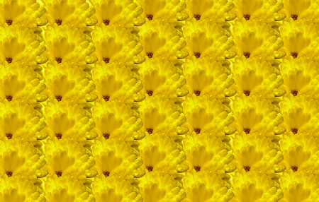 Background of yellow flowers. Texture of yellow flowers. Yellow flowers.の写真素材