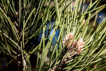 Green spruce fruitsの写真素材