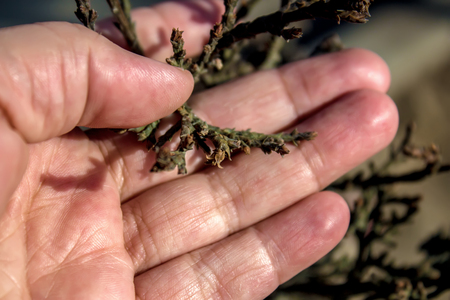 Kipsin branch of the cedar tree. Kucha Quaidzalisa is an evergreen coniferous tree in the family of cypress trees. Macro of cypress branch with cones. Coniferous Cypress Seeds on a green background.の写真素材