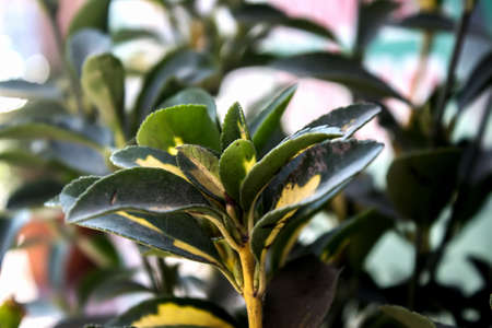 The plant is decorative. Macro photo of ornamental plants.の写真素材