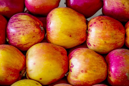 Red fresh beautiful appetizing apples on a shelf in a fruit storeの写真素材