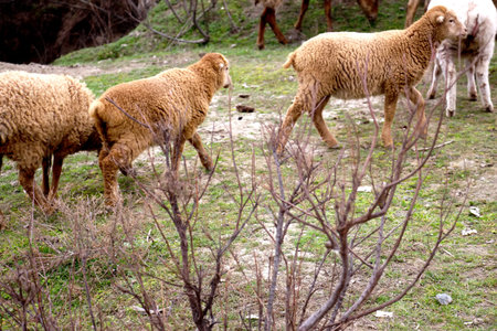 A brown lamb eats grass. The young sheep. The lamb eats the grass.