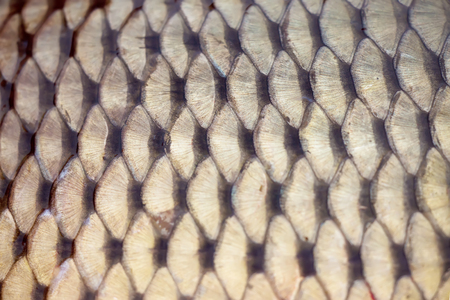 Asp fish scales, natural textures, toned, surface fish, scales of river fishの写真素材