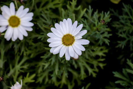 Beautiful flowers macro abstract art background with soft focus. Floral white dahlias in nature.の写真素材
