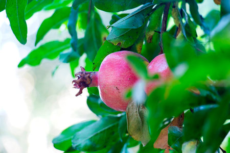 Red pomegranate on a branch under the rays of the morning sun