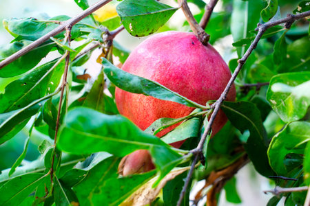 Red pomegranate on a branch under the rays of the morning sun