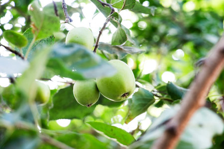 apples on a branch under the rays of the morning sun
