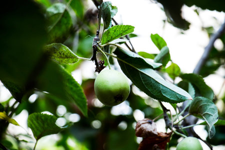 apples on a branch under the rays of the morning sun