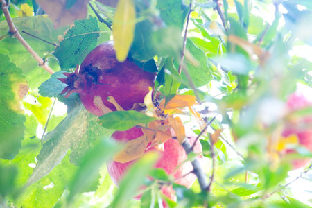 Red pomegranate on a branch under the rays of the morning sunの写真素材