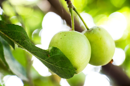 apples on a branch under the rays of the morning sun