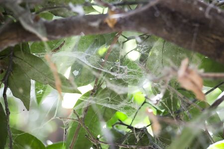 Early morning web spider on a treeの写真素材
