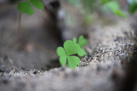 heart-shaped leaves clover and stone
