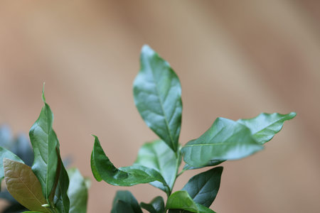 leaves like a peacock