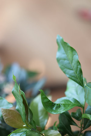 a origami peacock in leavesの写真素材