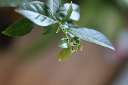 spring leaves