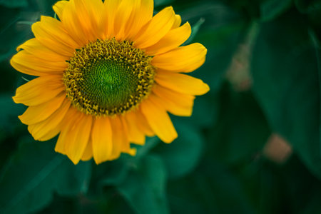 Sun Flower. One of the flower varieties is the choice of flower plant enthusiasts. In addition to the beautiful blossoming flowers, the care is easy.の写真素材