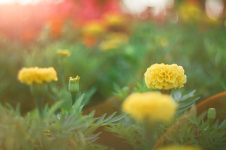 Flower garden. This is one of the flowers among the many flowers found around the flower garden. In the sunshine in the sunlight adds another golden flower.の写真素材