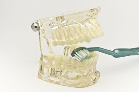 Transparent dental model with toothbrush